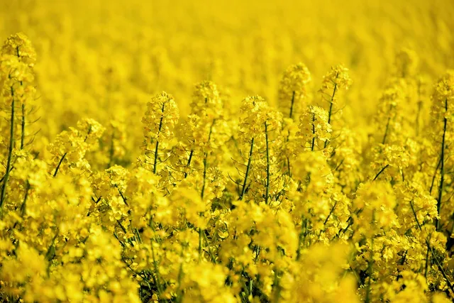 rapsmark, field of rapsfrø, rapsblüte, mark, landskab, natur, gul, forår, landbrug, blomstre, plante, lyse, afgrøde, dyrkning, raps, forår, raps, raps, raps, raps, raps. Usikkerhed i markedsdata: Sådan vurderer og formidler du den